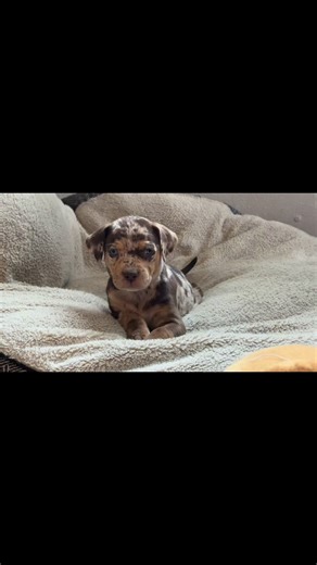 Awe Eve 😍 I don’t know what she was trying to say but she was pretty cute talking about it! | Shedhorn Catahoulas