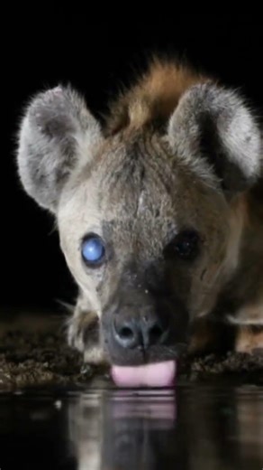 Nightmare Eyes: A Close-up of the Most Feared Scavenger in the Dark