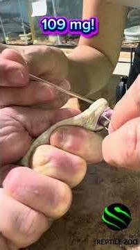 Malayan krait venom extractions #venomouscreatures #krait #snake