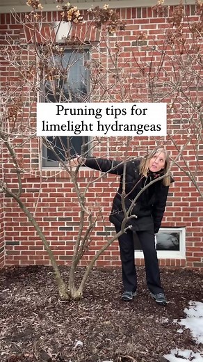 Limelight Hydrangea Pruning Tips for Beautiful Gardens