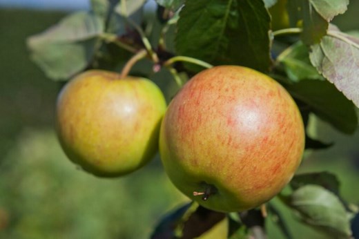 Apple 'James Grieve': Cultivation, Harvest And Uses