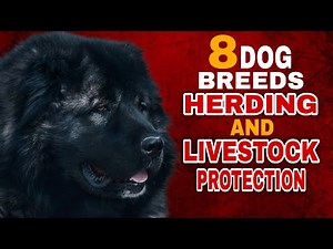 8 Top Dog Breeds for Herding and Livestock Protection