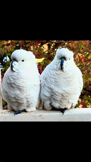 Cutest Birds Trying To Stay Warm! #cockatoo #cute #cold #tricks