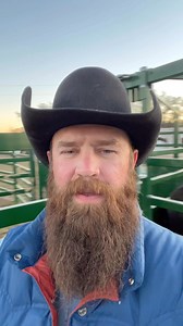 5.1K views · 66 reactions | Putting heat detection patches on our cattle after 16 days from when we AI’ed! Just one of the many tools we use to assist in the AI process! #AI #breeding #farmtotable #wagyu #cattle #wagyubeef #eatbeef #ranching #beef | Linzer Ranch LLC | Facebook