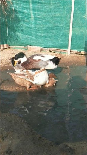 Indian runner duck farming in Indian village #duckfarm #cuteanimal #ducklife #ducklife #cuteduck