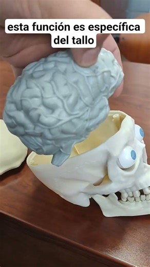 El tallo cerebral y el sistema activador reticular ascendente #salud #psicologia