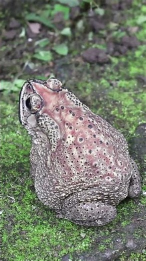 Asian Spined Toad (Duttaphrynus melanostictus) #toads #bali #amphibians