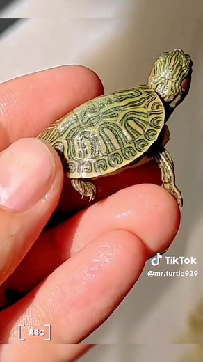 Colorful Red-Eared Turtles: Types, Colors, and Cuteness Overload!