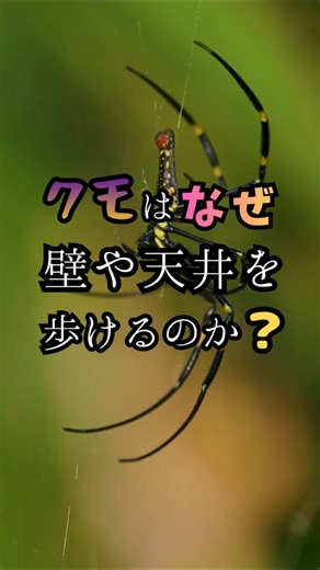 クモはなぜ壁や天井を歩けるのか？ 60秒で分かる自然科学の不思議 #shorts #shortvideo #雑学 #雑学ショート #豆知識