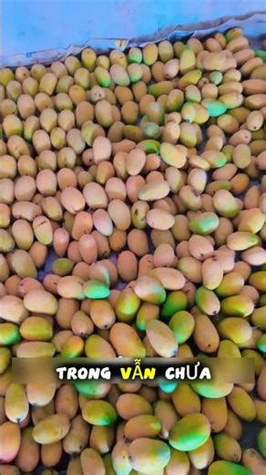 Why Early-Season Mangoes Are Often Not Very Sweet #short