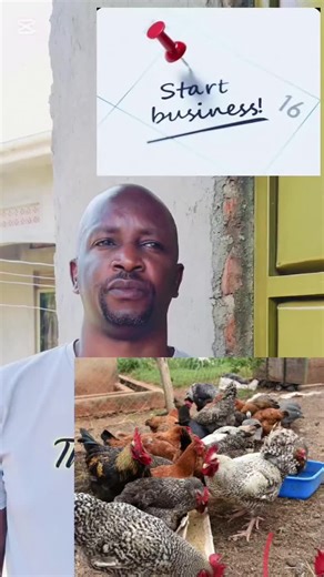 Local Chicken Farming in Uganda: A Guide to Success