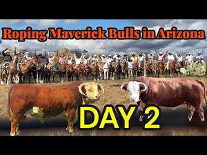 Roping Big Maverick Bulls in Arizona DAY 2