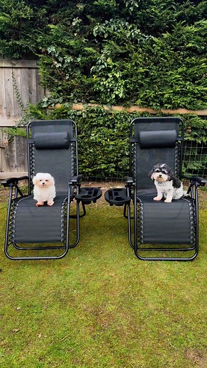 Thank you to anyone that ordered the chairs on our shopable TikTok video yesterday 🤭🫣 it was clearly our PAWTASTIC modelling skills 👀we’ve linked our TikTok in the comments below incase you want to take a look 👀🤭💖 ☀️ love Plum Pudding and Daphne 💖🤍 | Plum Pudding The Rescue Dog