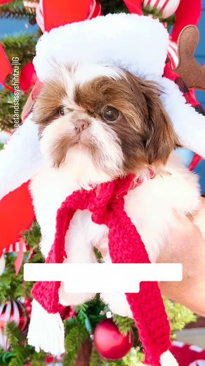 99 reactions | Puppy kisses on the Christmas list? Magnum PI says: “Say less.”  #SweetAndSassyShihTzu #HolidayVibes #PuppyLove #ShihTzuWorld | Sweet and Sassy Shih Tzu | Facebook