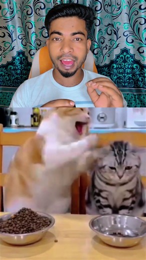 😹 Don't Get Too Excited! The Cat's Funny Lesson | Educational & Entertaining Cat Video