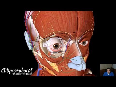 Facial muscles - 3D Anatomy