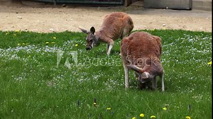 The red kangaroo, Macropus rufus is the largest of all kangaroos, the largest terrestrial mammal native to Australia, and the largest extant marsupial.