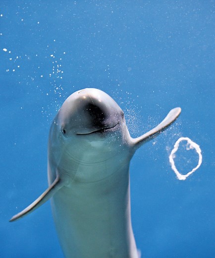 下関市立しものせき水族館・海響館｜観光スポット｜【公式】山口県観光/旅行サイト おいでませ山口へ