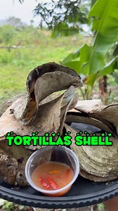 Lampirong Shell | Ate Laila