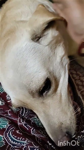 #Shorts# My Sweet Heart Joye Gigi 💞 Labrador puppy & Beagle pappy ❤️.