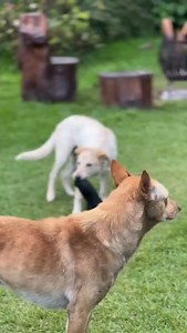 Real words from a real customer who’s seen the difference. Supreme Source dog food is crafted with such high-quality ingredients, it supports dogs at every stage of life. From sluggish to playful, our recipe is helping senior dogs feel like pups again. 🤎 Healthier. Happier. More years together. #SupremeSourcePets #SeniorDogLife #DogHealth #DogTestimonial #PetWellness #AgingGracefully #HappyHealthyDog #AllLifeStages | Supreme Source