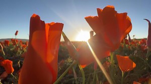 See rare poppy super bloom in California