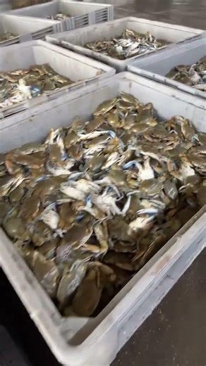 Many catfish inside banana tree #primitiveskills #catchingfish #crabs #catching