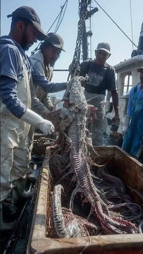 Fishermen Catch Unknown Ocean Species That Doesn’t Match Records