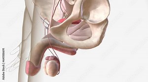 The testes are the primary male reproductive organ and are responsible for testosterone and sperm production Stock Video