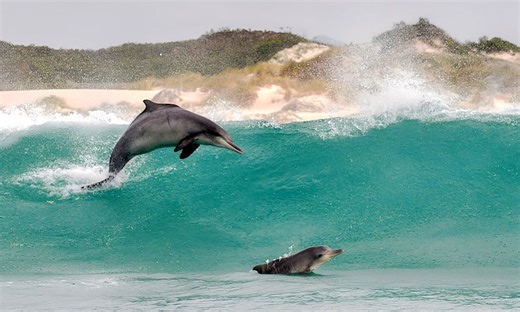 Endangered dolphin’s diet shift provides worrying hint of SA coastal waters’ health | Daily Maverick