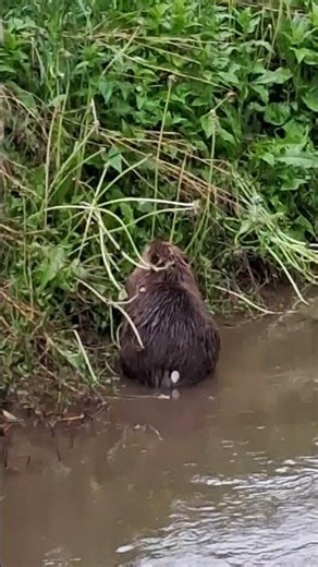 Beaver Inside City Ravine Rare Sighting in Missoula Montana