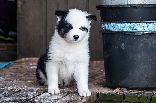 Yakutian Laika Puppies For Sale