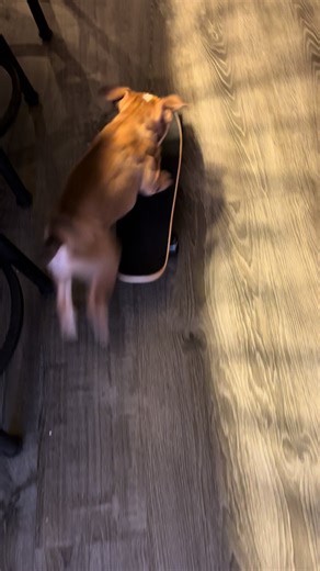 First Time Skateboarding with an English Bulldog Puppy