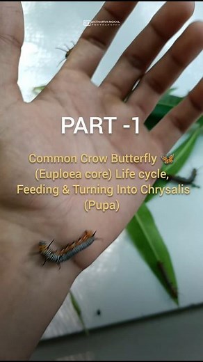 Common Crow Butterfly 🦋(Euploea core) Life cycle – Feeding & Turning Into Chrysalis (Pupa) | PART 1