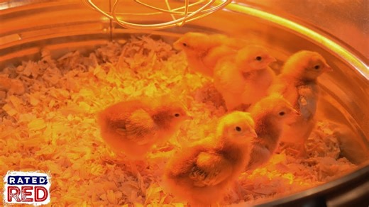 The Ultimate Guide to Raising Happy and Healthy Baby Chicks