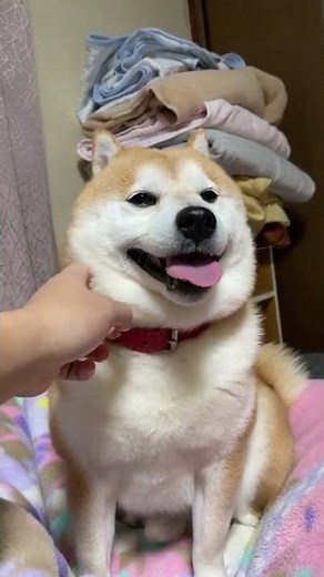 Shibe is very satisfied with being stroked as expected