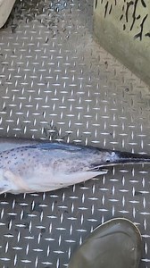 How to properly measure a paddlefish. Be sure to use a flexible tape. #fishing #fishinglife #paddlefish | Stromquist Outdoors