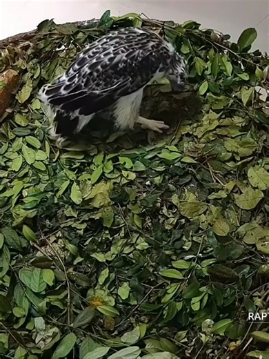 Watch Bayani the Philippine Eagle Chick Live Now!