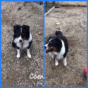 I have been meaning to post these short videos of Coen since shortly after I brough him home back in May - I found out that although he was not used to being on a leash at all, nor being petted/touched, he did know exactly what Sit and Catch meant! No prompting from me, reacted to both the first time! | Aussie Rescue So Cal