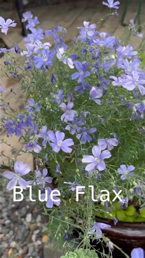 Blue Flax dances in a light breeze one of the enduring things. Flax has been around 30,000
