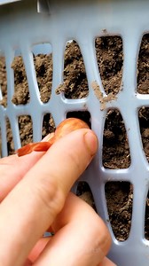 264K views · 439 reactions | Incredibly inventive plant growing techniques. Set up a chic backyard garden! | 5-Minute Crafts House | Facebook