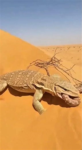 Sand Croc — Desert Monitor vs Venomous Snake (DUNE EXECUTION)