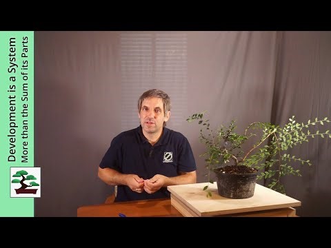 Successful Software (and Bonsai) Development is a System
