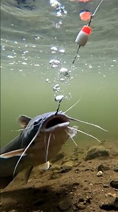 🎣 CRAZY FISH BITE BAIT! 🤯 Unbelievable Fishing Frenzy! 🐟 MUST SEE!