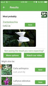 PlantSnap.com identifies Calla lily (Zantedeschia aethiopica), a native of the Southern Africa in Lesotho, South Africa, and Swaziland. | PlantSnap