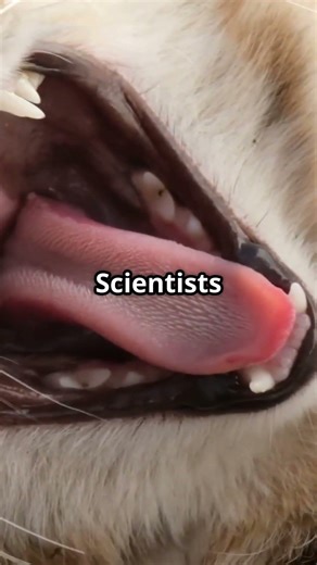 Why Do Cats Chirp at Birds? The Surprising Truth!