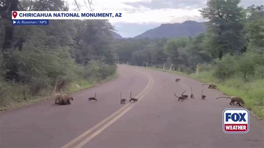 Coati mothers, babies scurry across road in Arizona park
