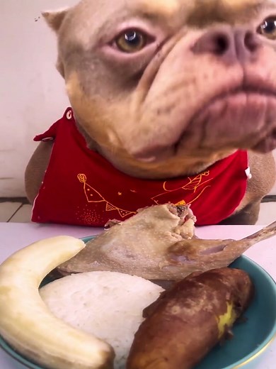 24K views · 288 reactions | Bobby eating raw meat and vegetable. Dog eating delicious food. New Video #51 #dog #eating #raw #meat #vegetable #foryou #viral #fyp | Bobby PS2 | Facebook