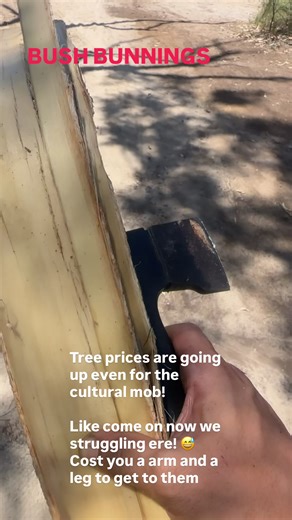 Bush Bunnings Prices: Understanding the Trends