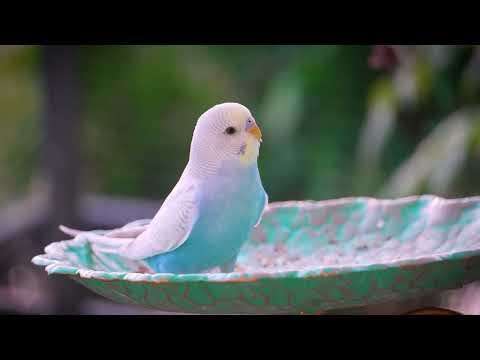 10 Hours of Magical Bird Sounds for Instant Calm 🕊️ Nature’s Perfect Ambience